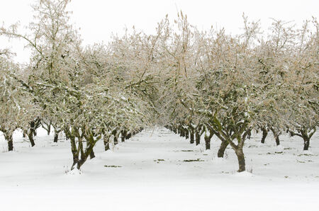 A filbert or hazelnut orchard during a winter snow and freezing rain stormの写真素材