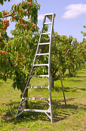 Aluminum tripod ladder in a up pick cherry orchardの写真素材