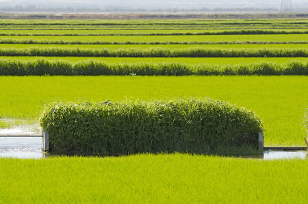 Sacremento California rice fields or patties full of water and green growning riceの写真素材