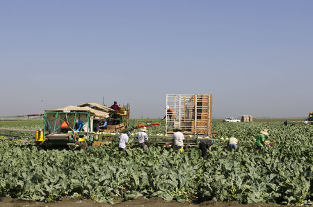 SALINAS, CA, USA - JUNE 30, 2014: Farm workers using a unique conveyor belt system to harvest cauliflower from a field.のeditorial素材