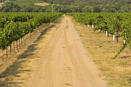 Dirt road through a winery vineyard in the Napa Valley of Californiaのeditorial素材