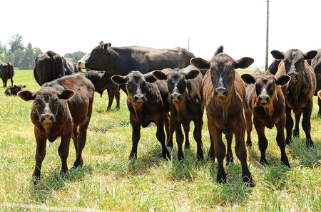 Angus cross calves grazing in a field in the Willamette Valley in Oregonの写真素材