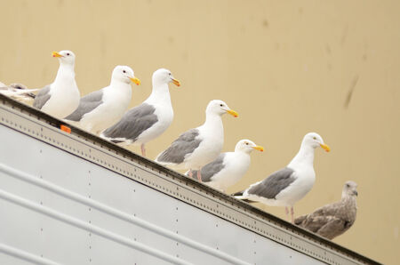 Califonia sea gulls looking for handouts at a fish processing plant in Astoria Oregonの写真素材