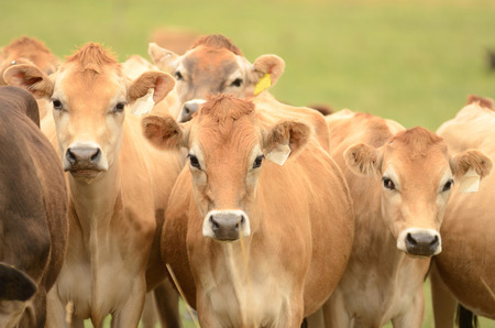 Jersey milk cows in a field in the dairy region of Northwest Oregonの写真素材