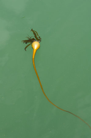 A large piece of bull kelp in the Pacific Ocean water in Oregonの写真素材