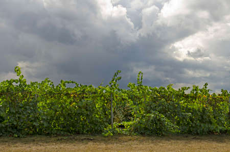 Vineyard of wine grapes with a early fall storm developing in the Willamette valley in Oregonの写真素材