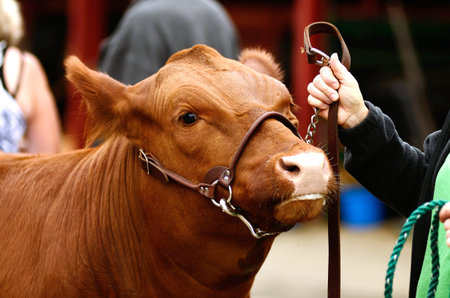 Beef cattle (Steers) waiting before a county fair judging contest