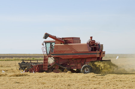 Red combine cutting late summer rice in the Sacramento Valley in California with snowy egretの写真素材