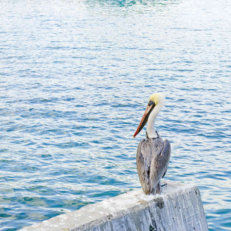 Brown Pelican. Pelecanus occidentalis,  harbor at the port of Avalon on Catalina Island, Californiaの写真素材