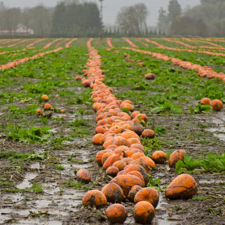 Rows of pumpkins lay in a winter rain drenced field in southern Oregon