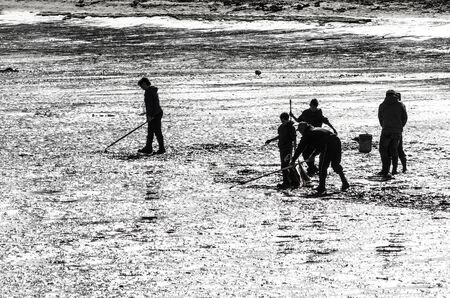 Family digging the mud and sand of a Pacfic Ocean saltwater marsh bay in Oregon for clamsのeditorial素材