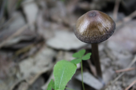 Close up of a brown mushroomの写真素材
