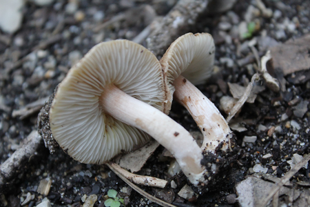 Close up of a brown mushroomの写真素材