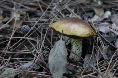 Close up of a brown mushroomの写真素材