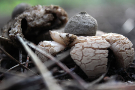 Earthstars mushroom in the groundの写真素材