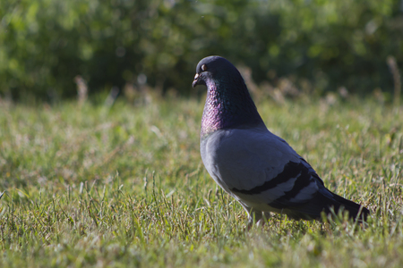 Pigeon on the grassの写真素材