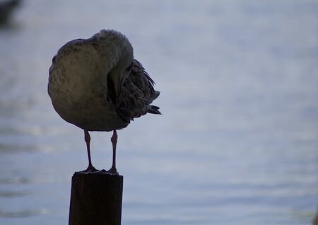 Seagull on a stakeの写真素材