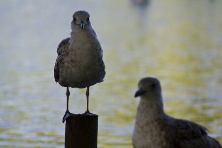 Seagull on a stakeの写真素材