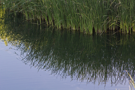 Grass reflected on Waterの写真素材