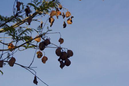 Tree branch with brown leavesの写真素材