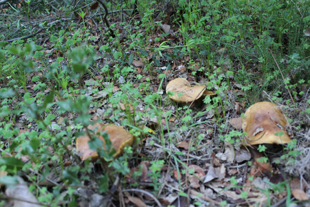 Brown mushrooms on soilの写真素材