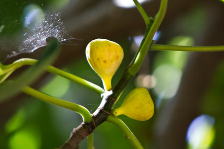 Figs on a fig treeの写真素材