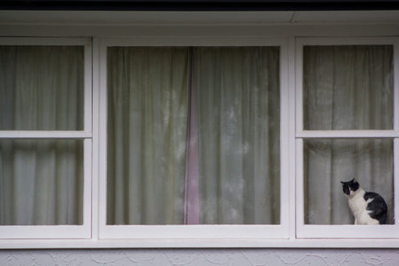 Cat on white window, exterior view