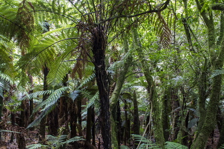 New Zealand north island rainforestの写真素材