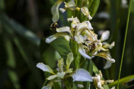 Bumblebee collecting nectar from a Flowerの写真素材