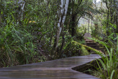 New Zealand rainforest hiking pathの写真素材