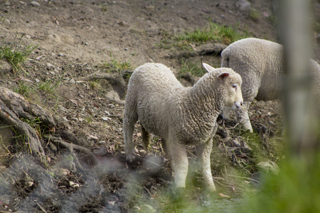 Sheep on the north island of New Zealandの写真素材