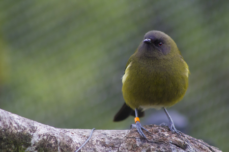 New Zealand bellbird or Korimako in wildlife restoration centerの写真素材