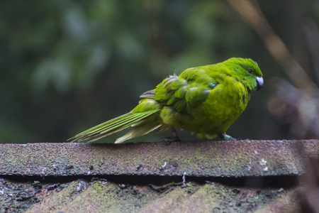 Antipodes Island Parakeetの写真素材
