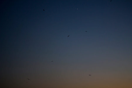 Night sky and seagulls flying