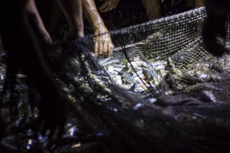 fresh fish in fishing netの写真素材