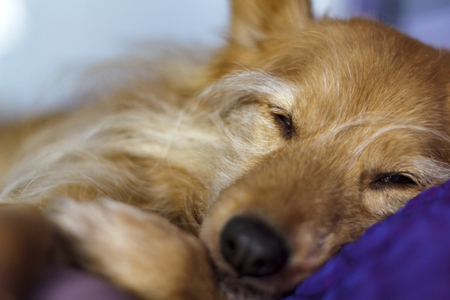 Mixed breed dog sleeping. Close-upの写真素材