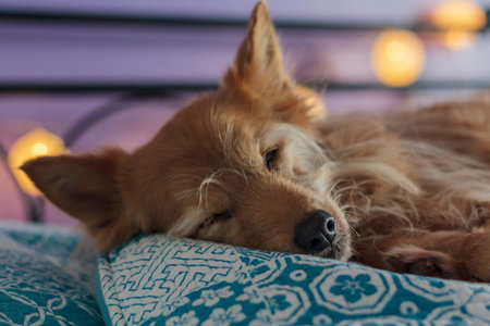 Close up of Dog sleeping in owner's bed