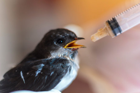 Baby swallow with open mouth being fed with a syringe