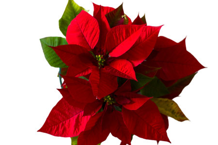 Top view of Red poinsettia flowerの写真素材