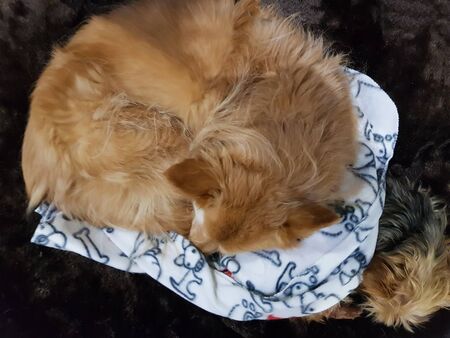 Top view of two dogs sleeping in the same bedの写真素材