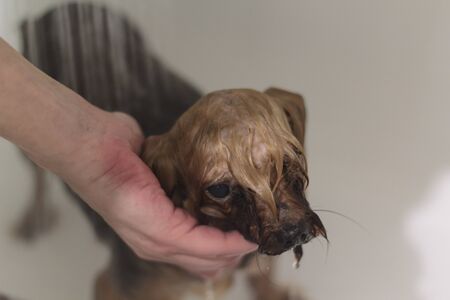 Woman's hands bathing yorkshire terrier dogの写真素材