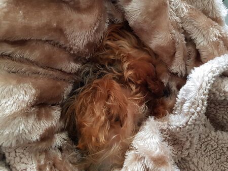 Sweet yorkshire terrier dog sleeping on blanketの写真素材