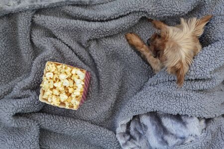 Top view of popcorn box and mini yorkshire terrier dog on fluffy blanketの写真素材