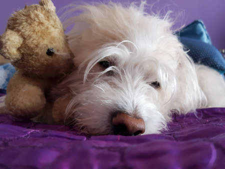 Sweet Dog lying with his teddy bearの写真素材