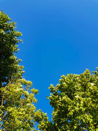 Blue sky and green trees with copy spaceの写真素材