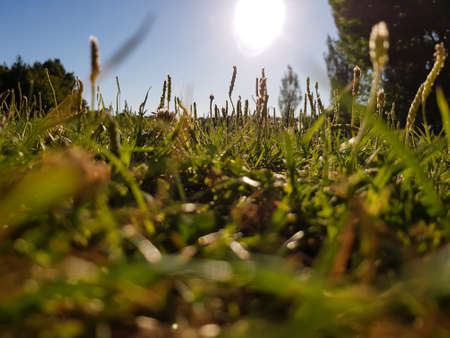 Low angle view of Green grass field on a sunny dayの写真素材