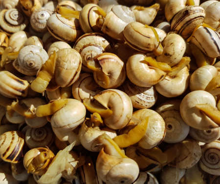 Top view of small cooked snailsの写真素材