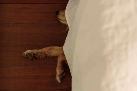 Dog sleeping under the bed covered with the quilt. Top viewの写真素材