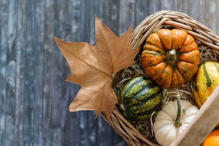 Pumpkins and dy maple leaf on wicker basket. Top viewの写真素材
