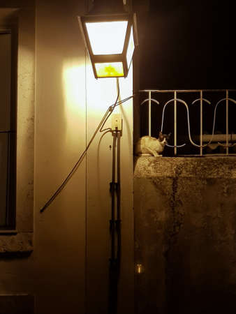 Street lamp and street cat at nightの写真素材